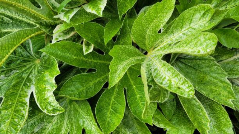 Fatsia Spider Web Foliage Close Up