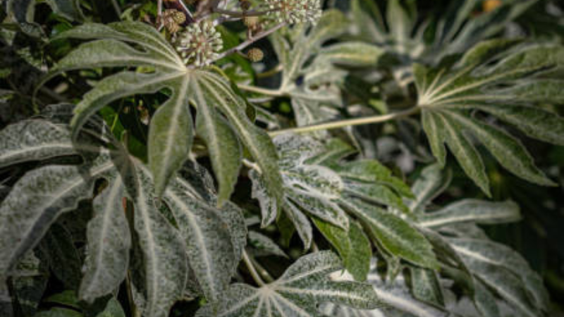Fatsia Spider's Web landscape shrub