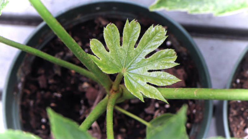 Fatsia Spider Web Ornamental Shrub
