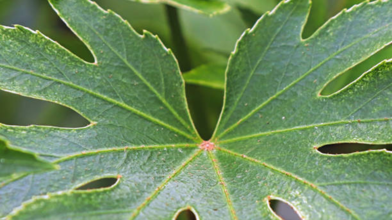 Fatsia Spider Web Plant