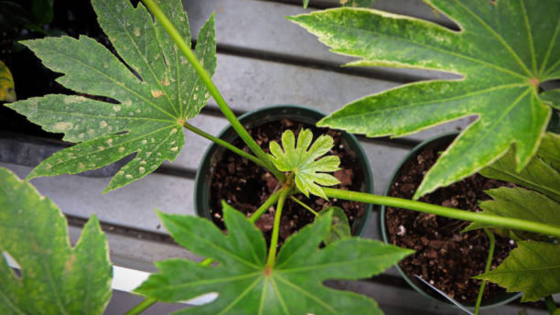 Fatsia Spider Web in Garden