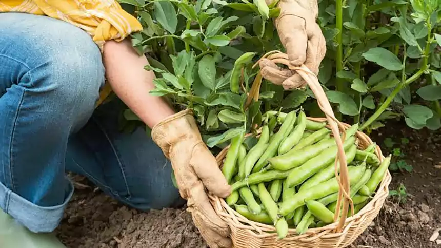 Fava Beans 1