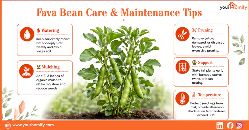 Fava Beans Care and Maintenance Tips