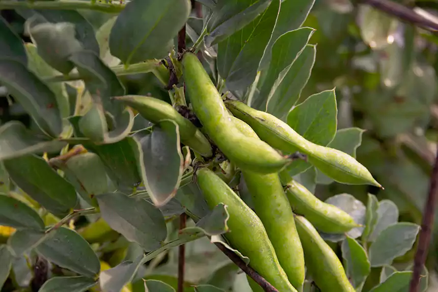Fava Beans