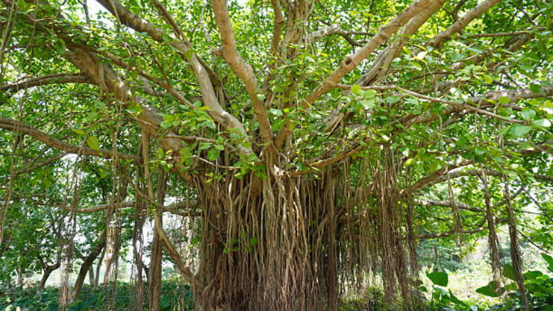 Ficus Audrey close-up
