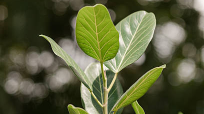 Ficus Audrey plant with lush green leaves