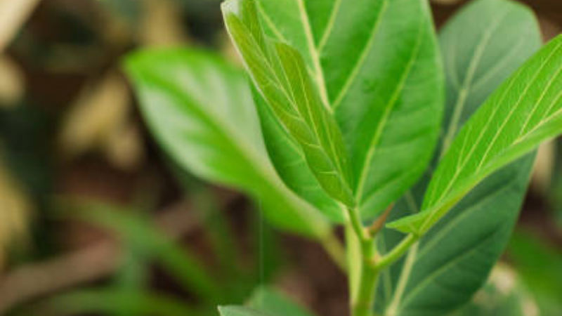 Ficus Audrey green foliage