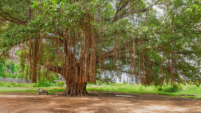 Ficus Audrey plant gallery image