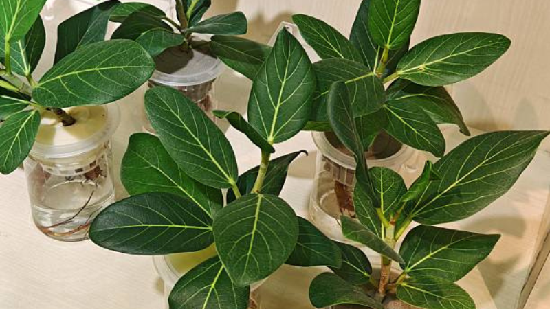 Ficus Audrey green plant