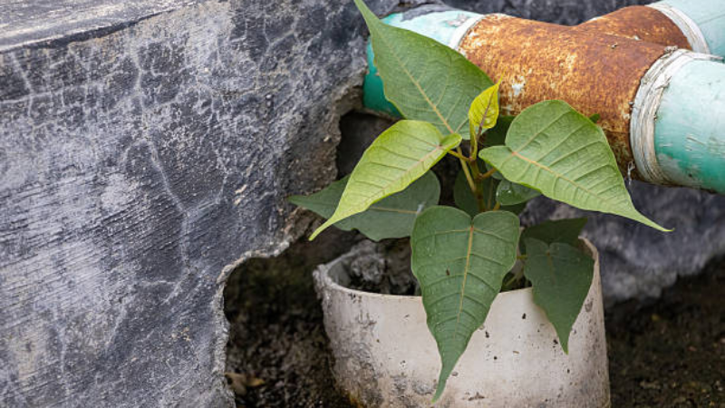 Ficus Audrey houseplant