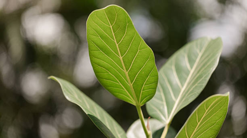 Ficus Audrey indoor plant
