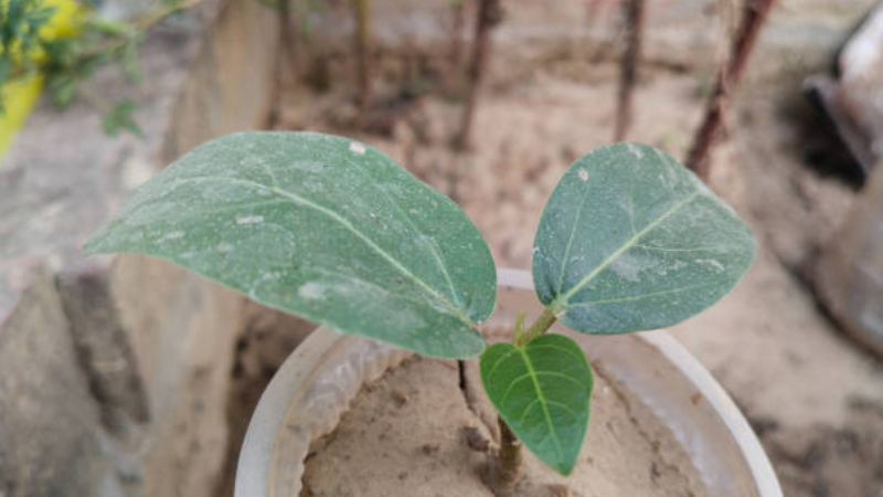 Ficus Audrey indoor tree