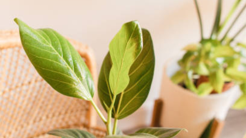 Ficus Audrey plant leaves