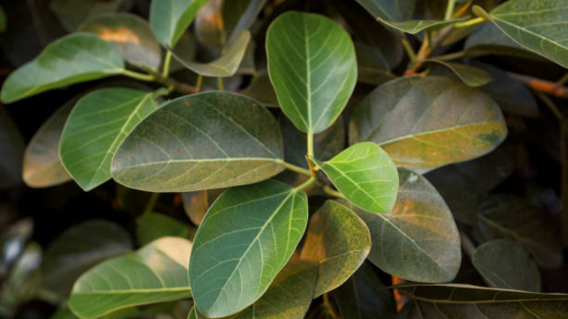 Ficus Audrey plant with lush green leaves