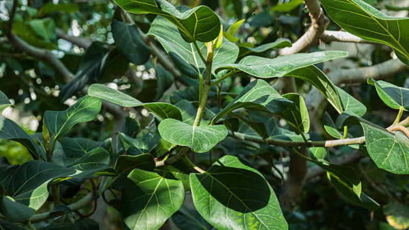 Ficus Audrey tree with green foliage