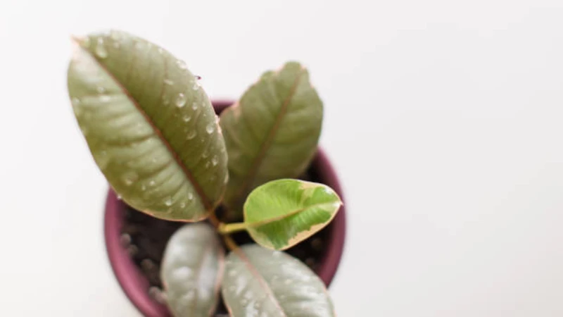 Ficus Ruby foliage close-up