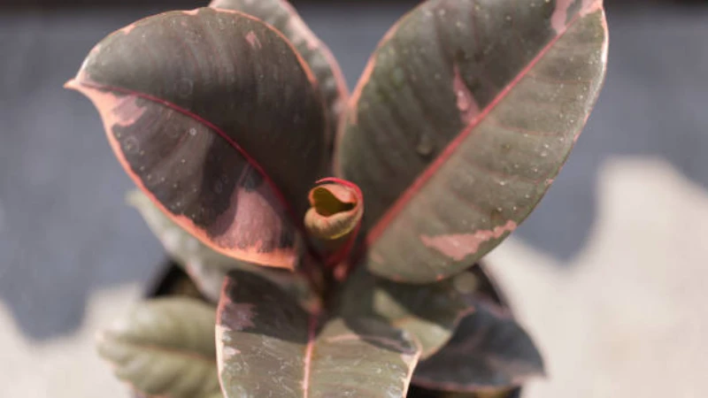 Ficus Ruby variegated foliage