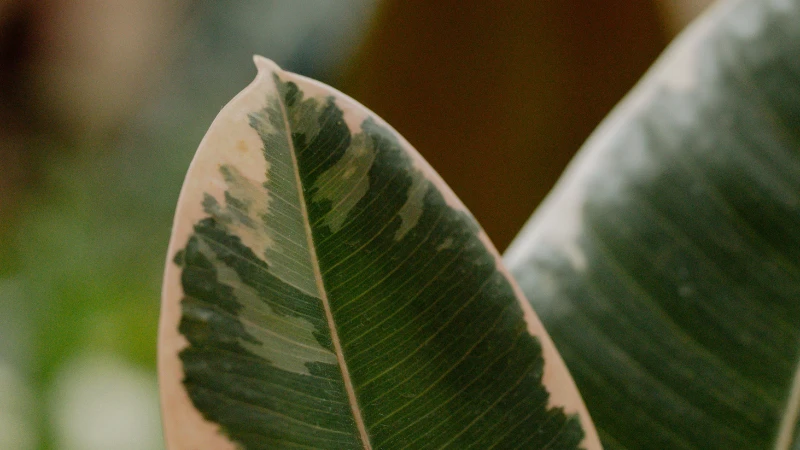 Ficus Ruby green and pink plant
