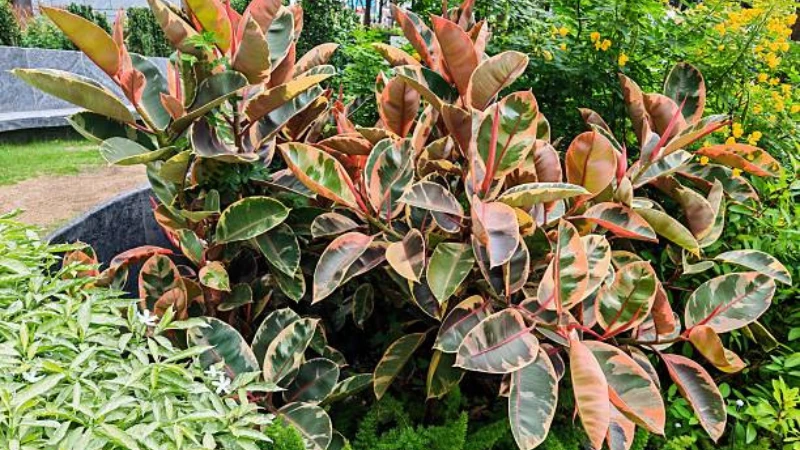 Ficus Ruby houseplant with variegated leaves