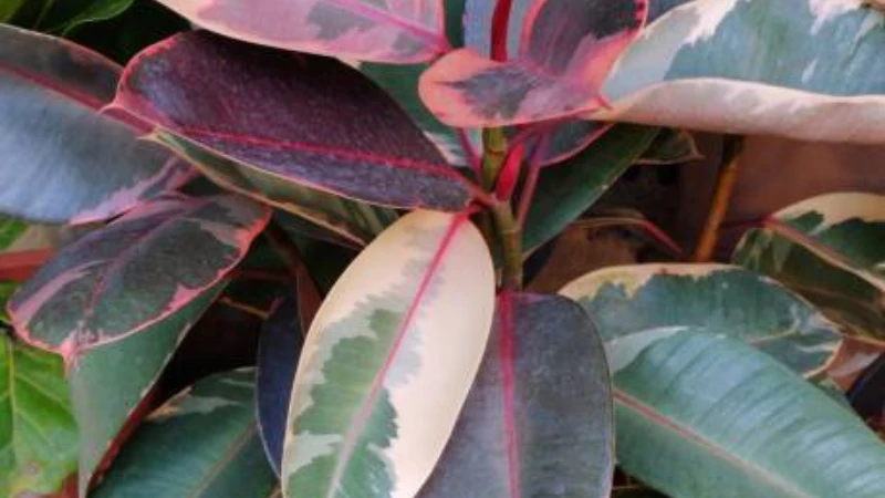 Ficus Ruby indoor plant