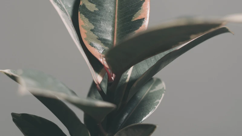 Ficus Ruby indoor tree plant