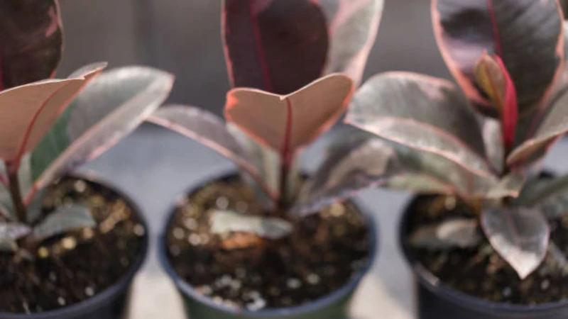 Ficus Ruby leaf close-up