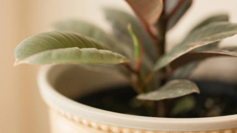 Ficus Ruby plant with variegated leaves