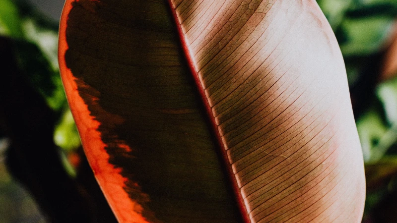 Ficus Ruby tree with colorful leaves