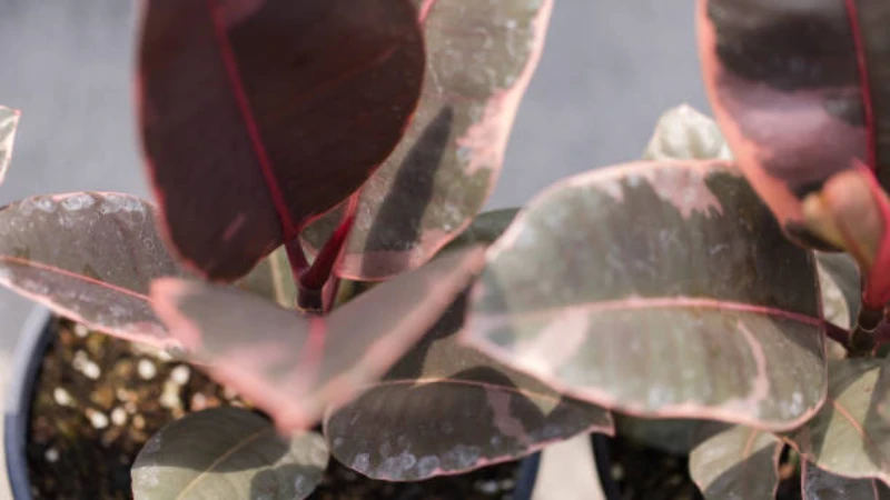 Ficus Ruby variegated plant