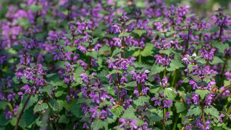 Wide view of a field densely covered with blooming purple Dead Nettle flower clusters.