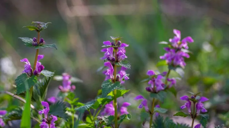 Several Dead Nettle flower spikes with purple blooms standing in a softly blurred field.