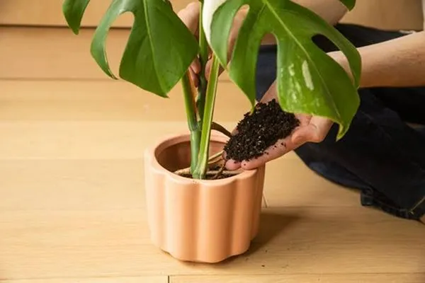 Fill soil around the roots