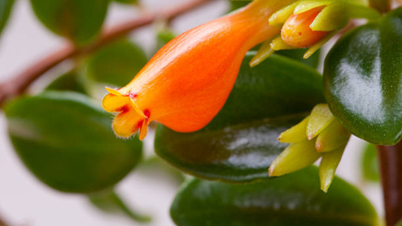 Flourishing Goldfish Plant with glossy foliage and flowers