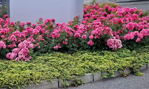 Flower Carpet Pink Rose