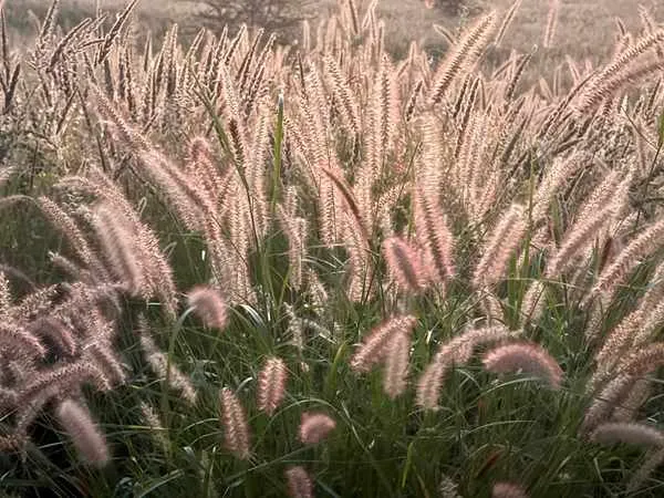 Fountain Grass