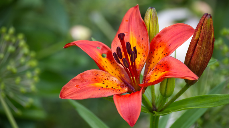 Bright Asiatic lily flowers on green stems