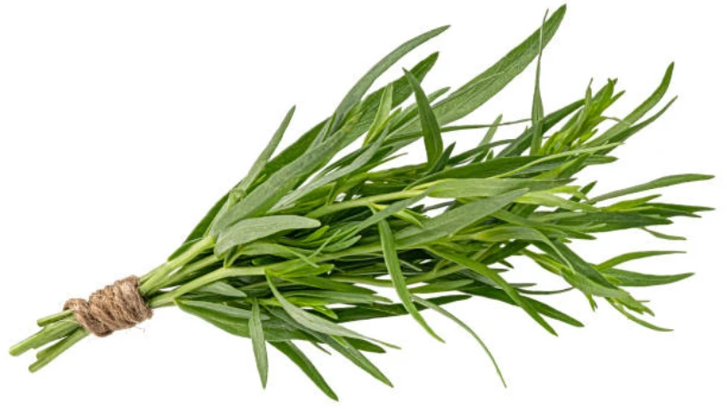 Fresh Tarragon herb with aromatic foliage