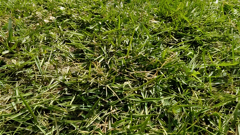 Zoysia Grass with healthy green turf blades