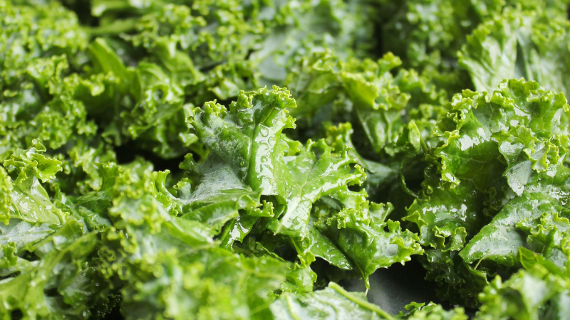 Fresh Kale growing with rich green foliage