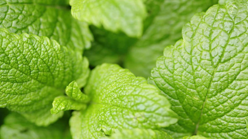 Fresh Lemon Balm with vibrant green foliage