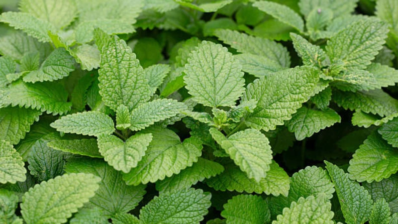 Fresh Lemon Balm with lush green foliage