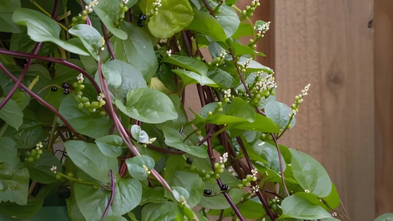 Fresh Malabar Spinach with vibrant green foliage