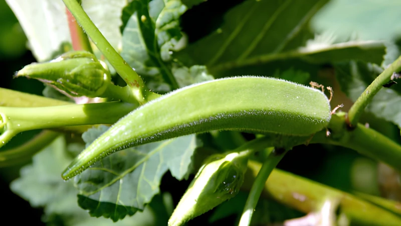 Fresh Okra Plant with vibrant green foliage