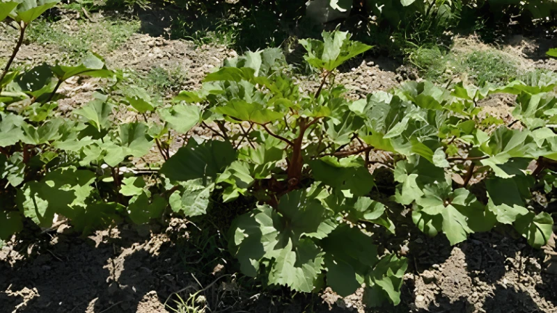 Fresh Okra Plant growing with vibrant green pods