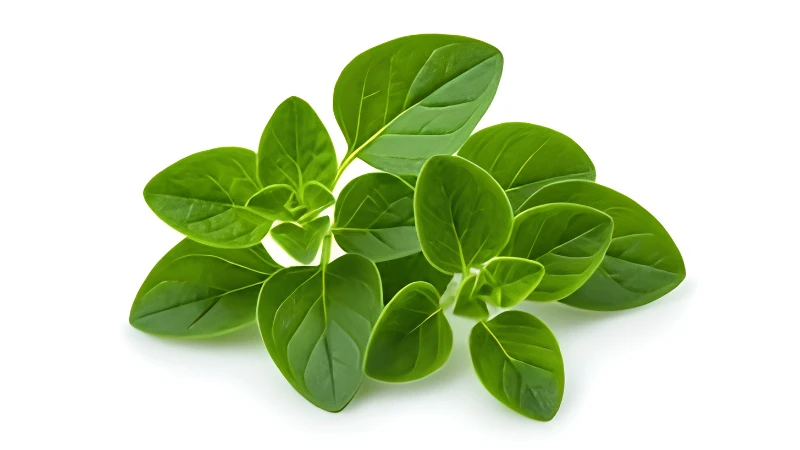 Fresh Oregano with vibrant green foliage