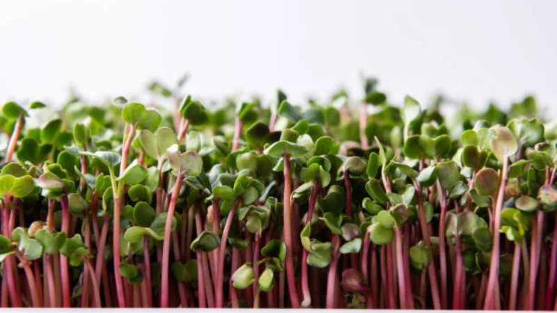 Fresh Radish plant with green leaves and red root
