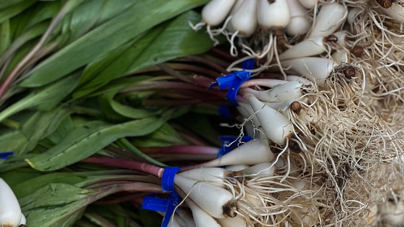 Fresh Ramps plant with broad green leaves