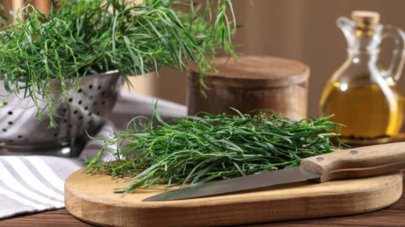 Fresh Tarragon plant with aromatic green leaves