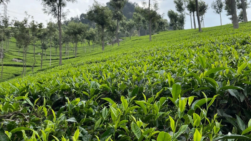 Tea Plant with healthy green leaves