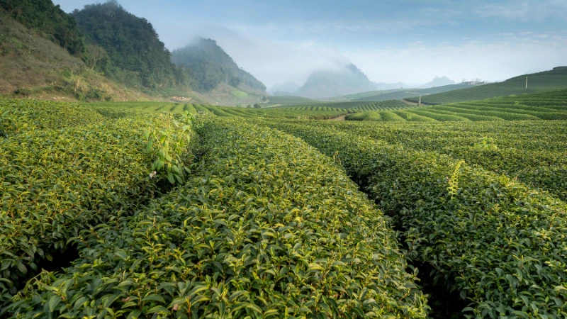 Tea Plant with tender new leaves